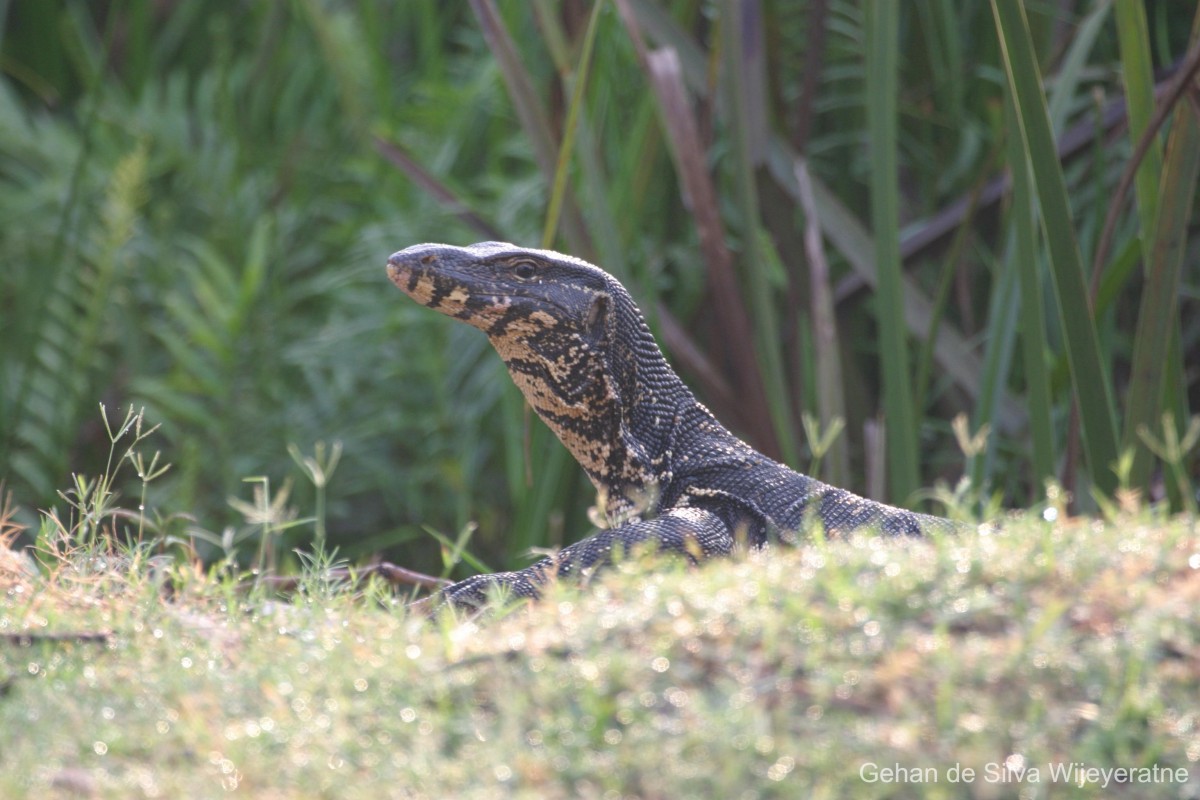 Varanus bengalensis Daudin, 1802